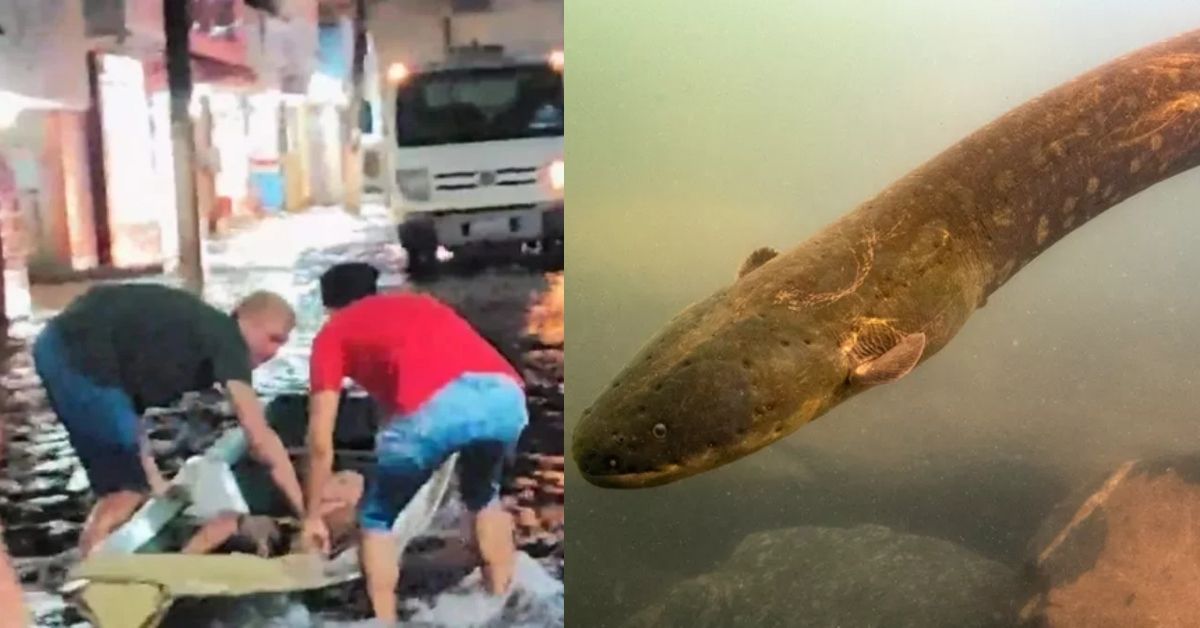 Jovem Fica Parte Do Corpo Paralisado Ap S Levar Choque De Peixe