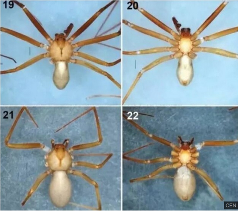Cientistas descobrem aranha mexicana que apodrece a carne humana com apenas uma picada - Ovelhas Voadoras