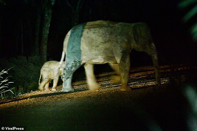 A me jumbo foi direto para o elefante ferido e eles foram vistos caminhando juntos para a floresta