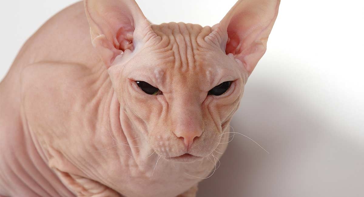 Donskoy Cat - The Fascinating Hairless Cat Breed