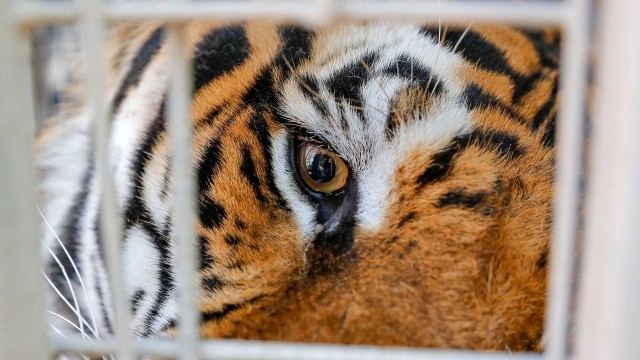 Imagem ilustrativa de um tigre no Zoolgico de Buin no Chile