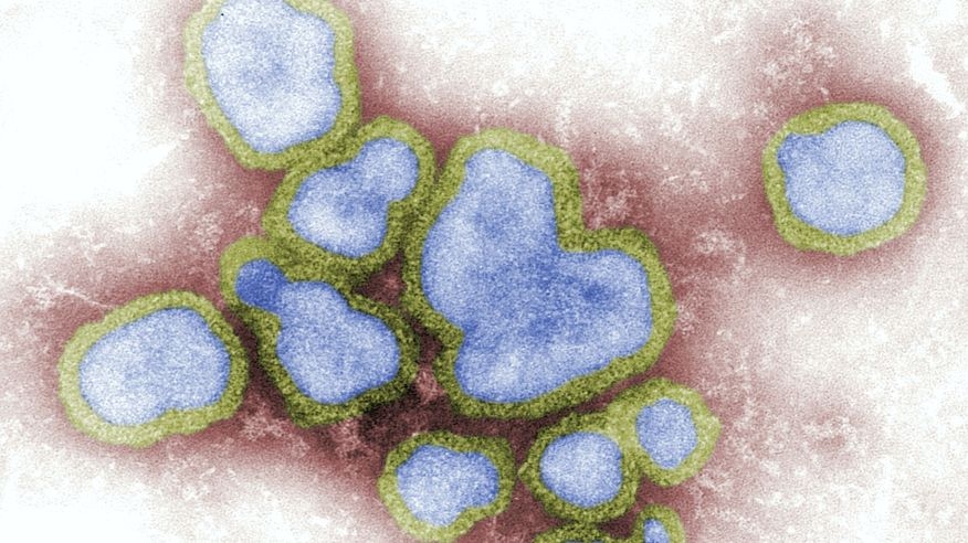Apenas dois estados no registram casos da variante H3N2 da influenza