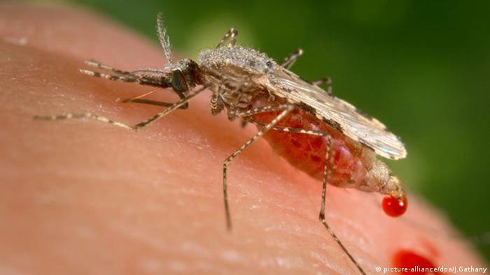 Os mosquitos mais perigosos do mundo DW 05022016