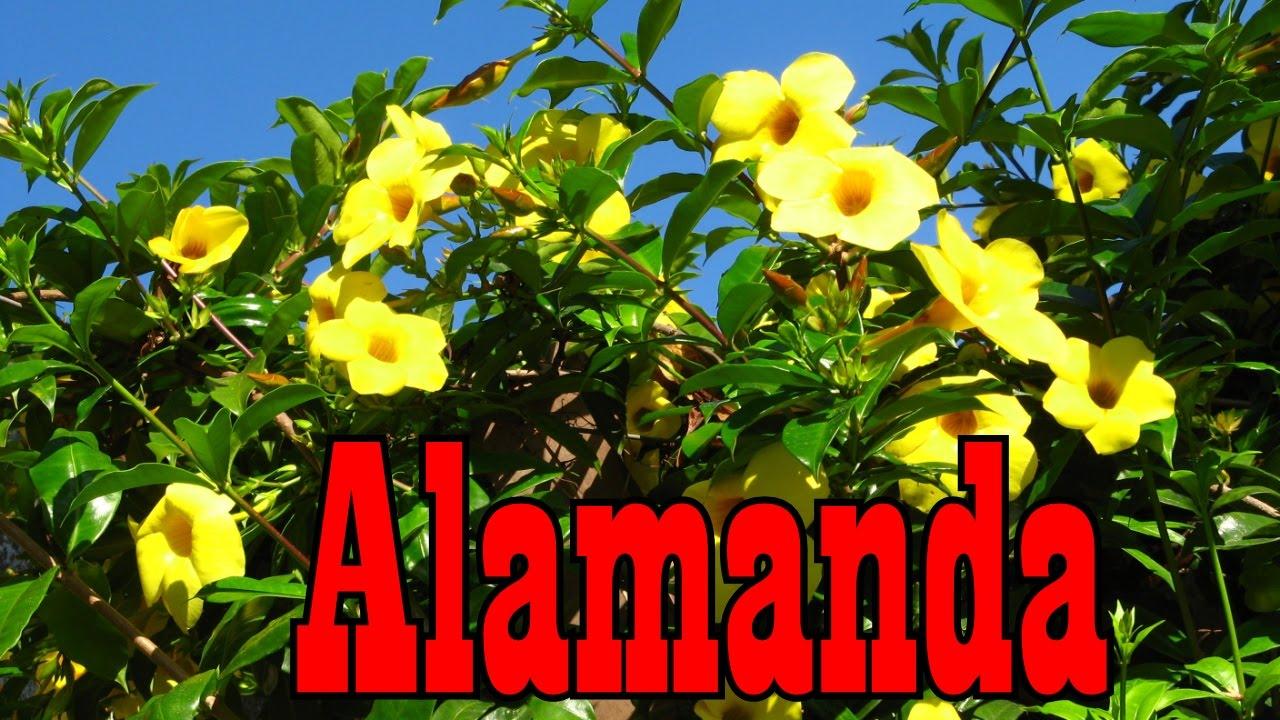 Mondini Plantas Como Cultivar Alamanda - YouTube