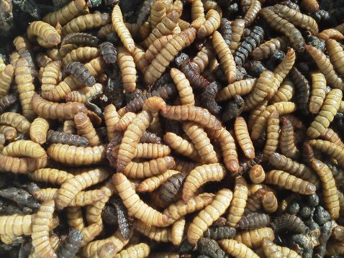 larvas